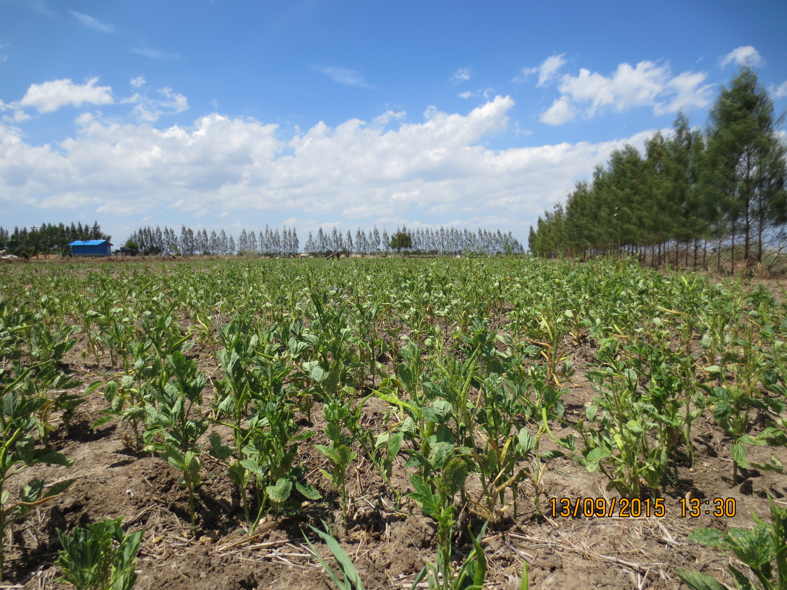 Dryland Agroforestry system in Ramnad District of Tamil Nadu